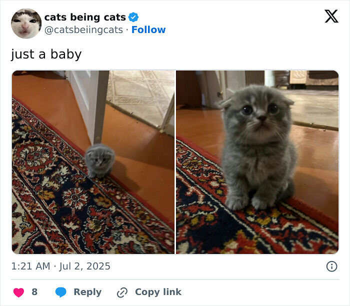 &#8220;Cats Just Being Themselves&#8221;: 129 Hilarious And Adorable Cat Posts