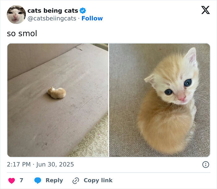 &#8220;Cats Just Being Themselves&#8221;: 129 Hilarious And Adorable Cat Posts