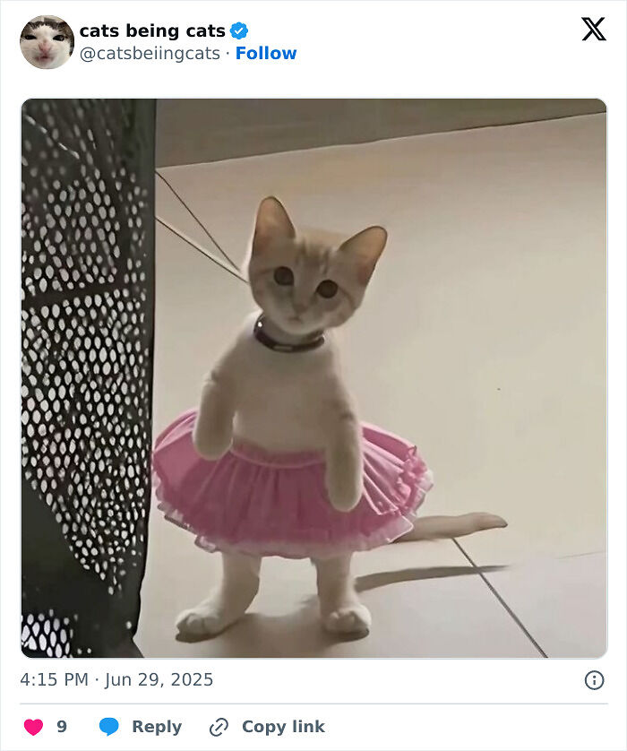 &#8220;Cats Just Being Themselves&#8221;: 129 Hilarious And Adorable Cat Posts