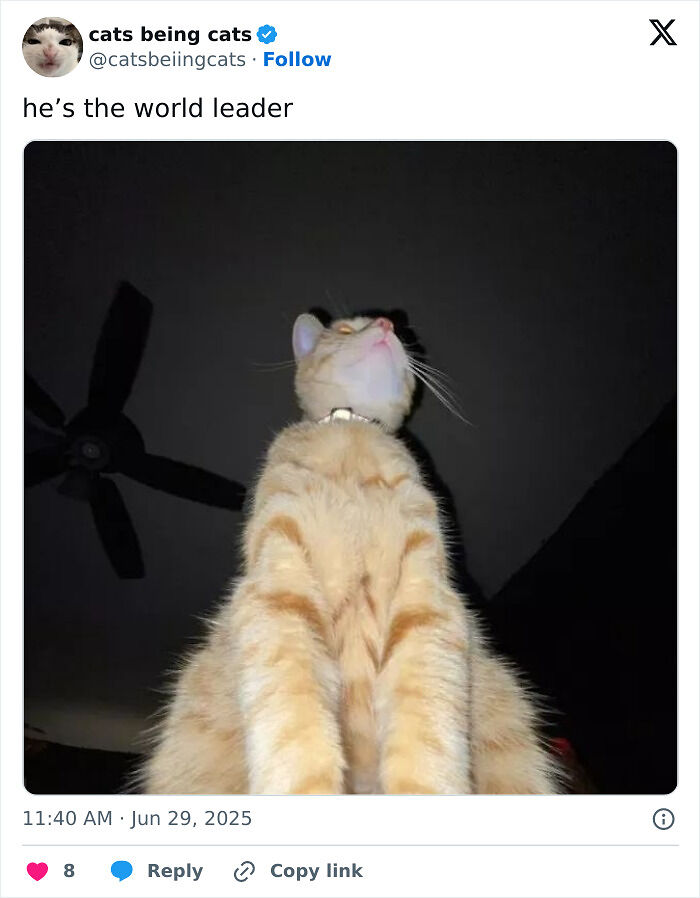 &#8220;Cats Just Being Themselves&#8221;: 129 Hilarious And Adorable Cat Posts