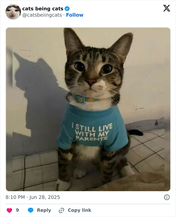 &#8220;Cats Just Being Themselves&#8221;: 129 Hilarious And Adorable Cat Posts