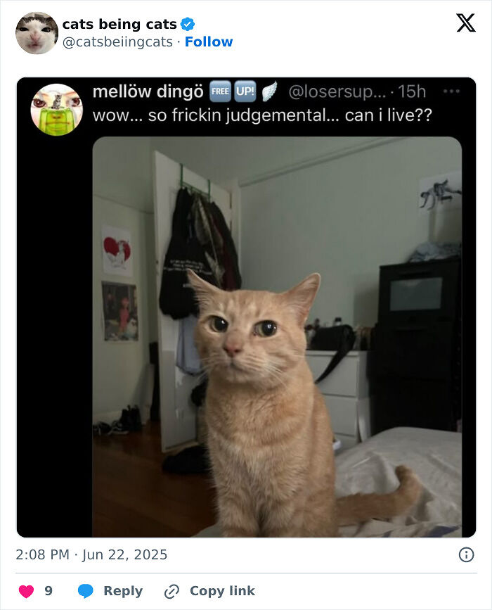 &#8220;Cats Just Being Themselves&#8221;: 129 Hilarious And Adorable Cat Posts
