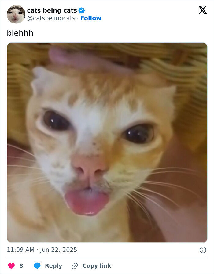 &#8220;Cats Just Being Themselves&#8221;: 129 Hilarious And Adorable Cat Posts