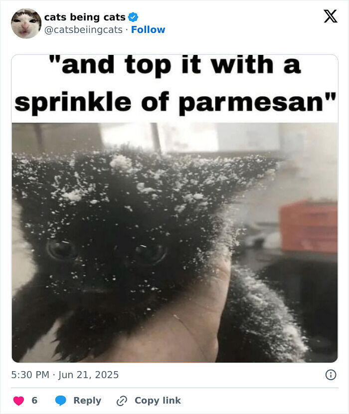 &#8220;Cats Just Being Themselves&#8221;: 129 Hilarious And Adorable Cat Posts
