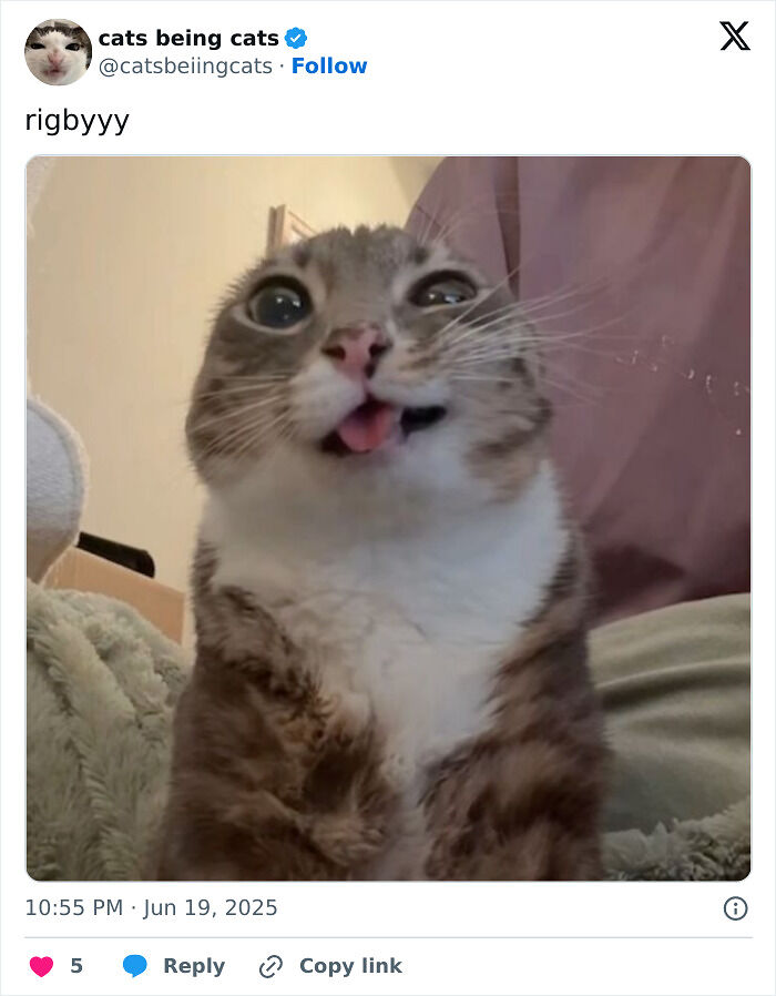 &#8220;Cats Just Being Themselves&#8221;: 129 Hilarious And Adorable Cat Posts