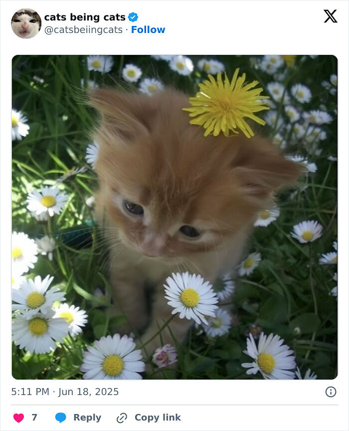 &#8220;Cats Just Being Themselves&#8221;: 129 Hilarious And Adorable Cat Posts