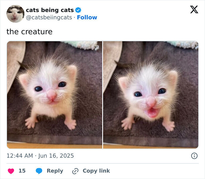 &#8220;Cats Just Being Themselves&#8221;: 129 Hilarious And Adorable Cat Posts