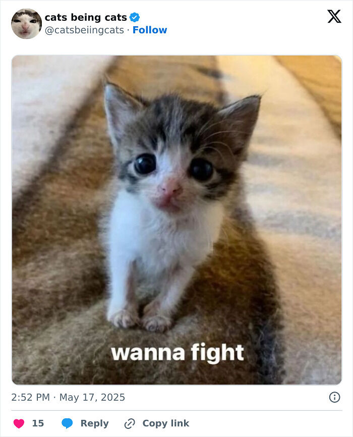 &#8220;Cats Just Being Themselves&#8221;: 129 Hilarious And Adorable Cat Posts