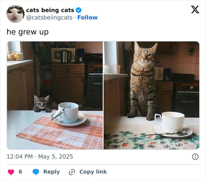 &#8220;Cats Just Being Themselves&#8221;: 129 Hilarious And Adorable Cat Posts
