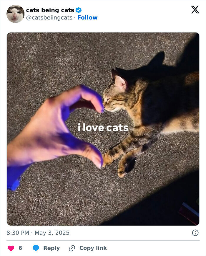 &#8220;Cats Just Being Themselves&#8221;: 129 Hilarious And Adorable Cat Posts