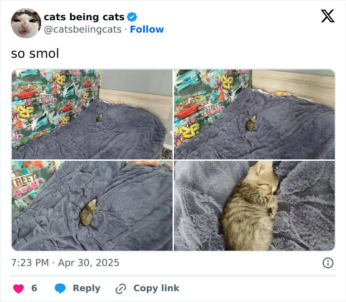&#8220;Cats Just Being Themselves&#8221;: 129 Hilarious And Adorable Cat Posts