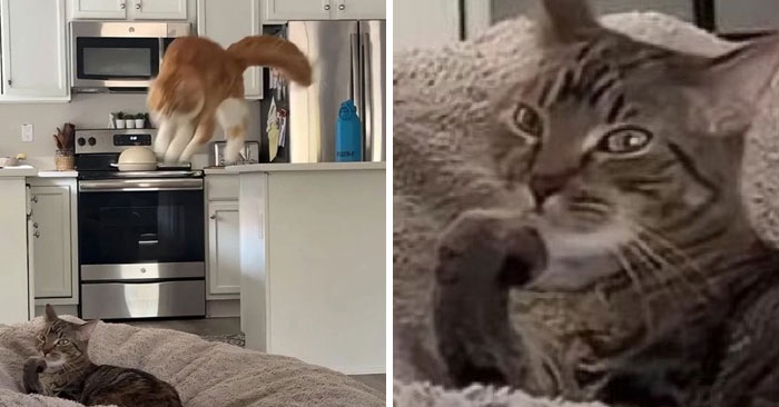 &#8220;Cats Just Being Themselves&#8221;: 129 Hilarious And Adorable Cat Posts