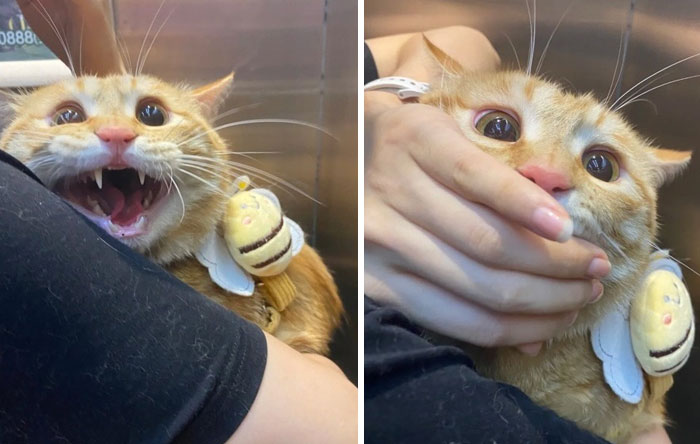 &#8220;Cats Just Being Themselves&#8221;: 129 Hilarious And Adorable Cat Posts