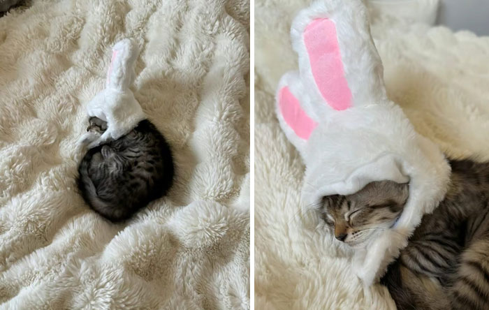 &#8220;Cats Just Being Themselves&#8221;: 129 Hilarious And Adorable Cat Posts