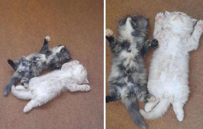 &#8220;Cats Just Being Themselves&#8221;: 129 Hilarious And Adorable Cat Posts