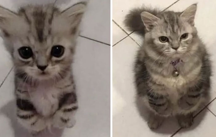 &#8220;Cats Just Being Themselves&#8221;: 129 Hilarious And Adorable Cat Posts