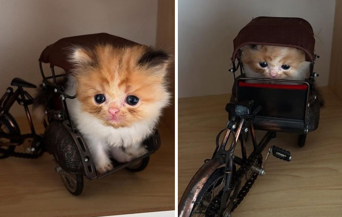 &#8220;Cats Just Being Themselves&#8221;: 129 Hilarious And Adorable Cat Posts
