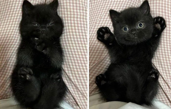 &#8220;Cats Just Being Themselves&#8221;: 129 Hilarious And Adorable Cat Posts