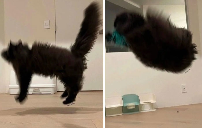 &#8220;Cats Just Being Themselves&#8221;: 129 Hilarious And Adorable Cat Posts