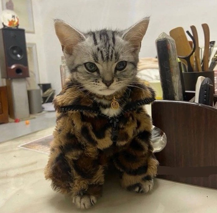 &#8220;Cats Just Being Themselves&#8221;: 129 Hilarious And Adorable Cat Posts