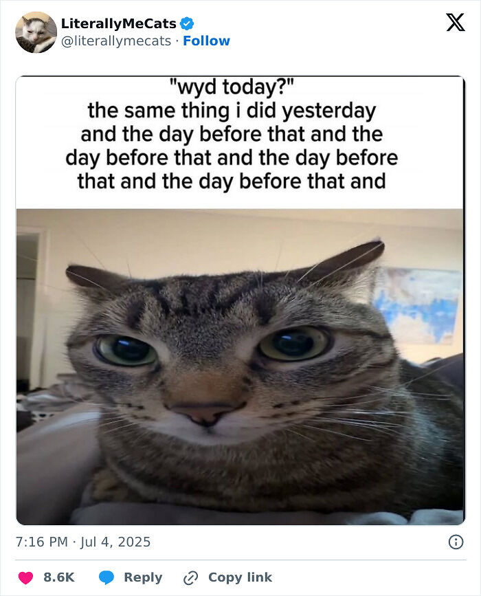 &#8220;Cats Just Being Themselves&#8221;: 129 Hilarious And Adorable Cat Posts