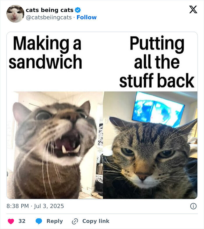 &#8220;Cats Just Being Themselves&#8221;: 129 Hilarious And Adorable Cat Posts