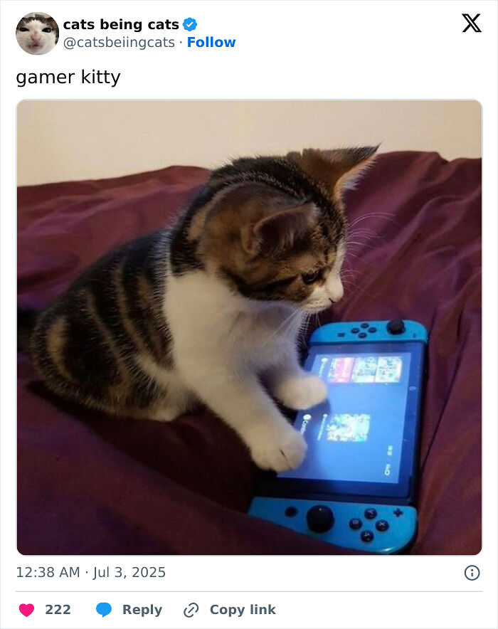&#8220;Cats Just Being Themselves&#8221;: 129 Hilarious And Adorable Cat Posts