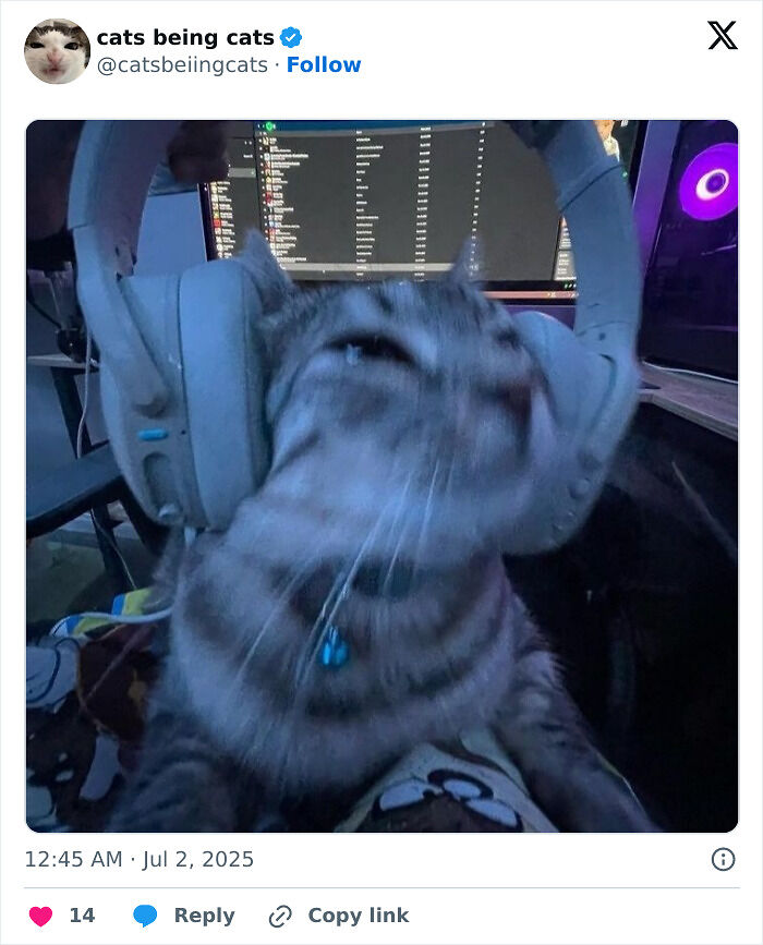 &#8220;Cats Just Being Themselves&#8221;: 129 Hilarious And Adorable Cat Posts