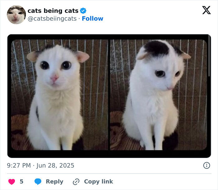 &#8220;Cats Just Being Themselves&#8221;: 129 Hilarious And Adorable Cat Posts
