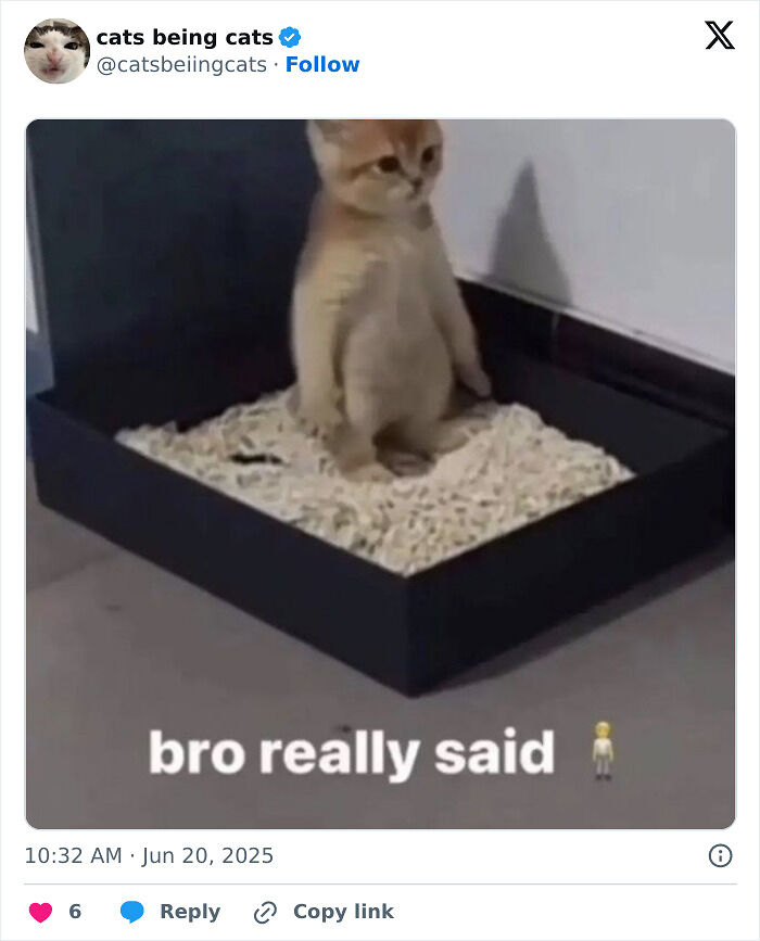 &#8220;Cats Just Being Themselves&#8221;: 129 Hilarious And Adorable Cat Posts