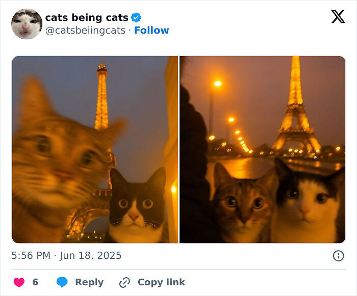 &#8220;Cats Just Being Themselves&#8221;: 129 Hilarious And Adorable Cat Posts