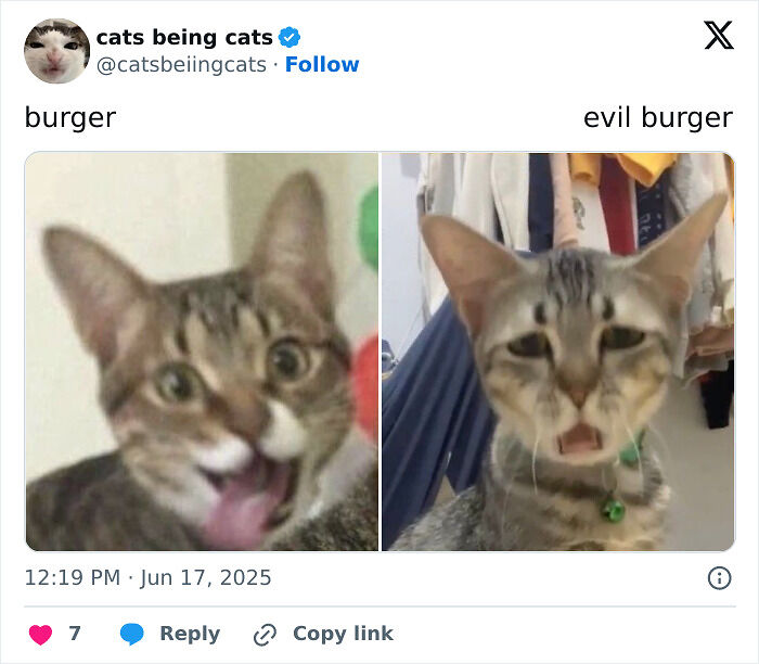 &#8220;Cats Just Being Themselves&#8221;: 129 Hilarious And Adorable Cat Posts
