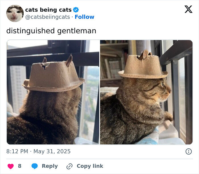&#8220;Cats Just Being Themselves&#8221;: 129 Hilarious And Adorable Cat Posts