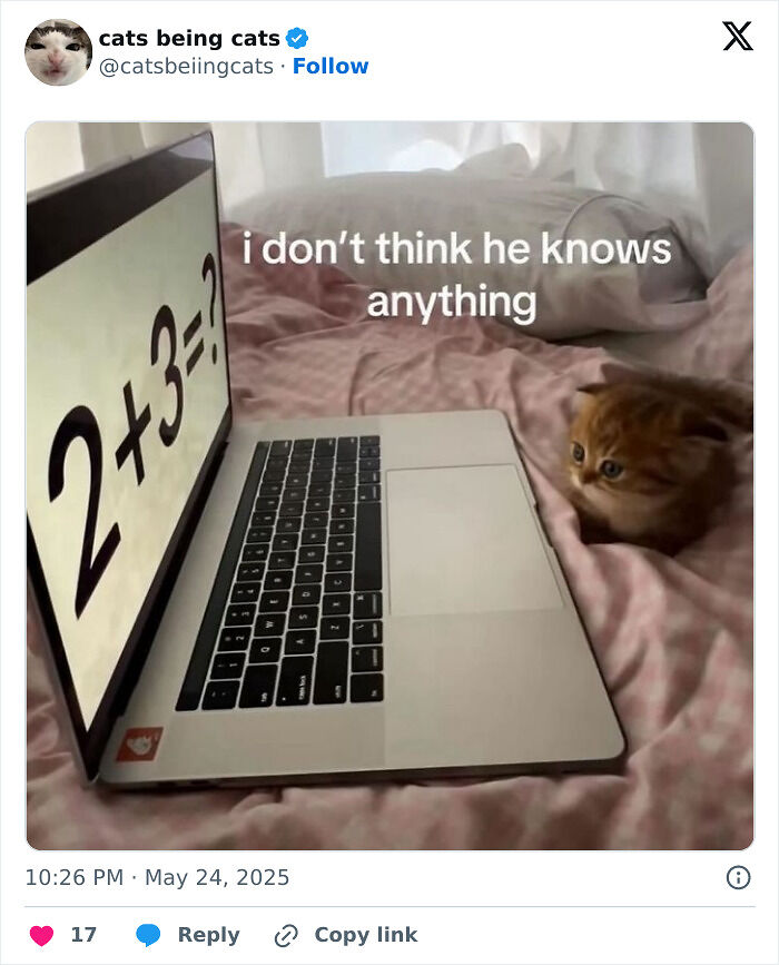 &#8220;Cats Just Being Themselves&#8221;: 129 Hilarious And Adorable Cat Posts