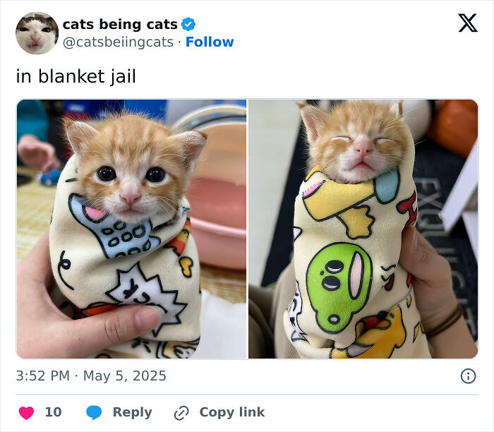 &#8220;Cats Just Being Themselves&#8221;: 129 Hilarious And Adorable Cat Posts