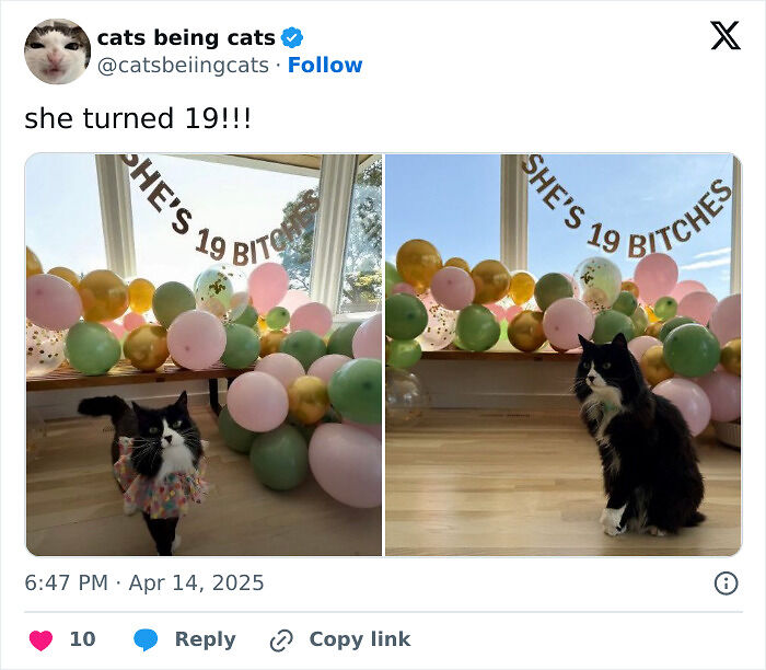 &#8220;Cats Just Being Themselves&#8221;: 129 Hilarious And Adorable Cat Posts