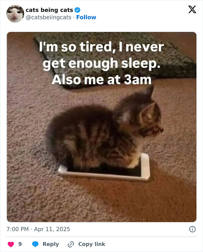 &#8220;Cats Just Being Themselves&#8221;: 129 Hilarious And Adorable Cat Posts