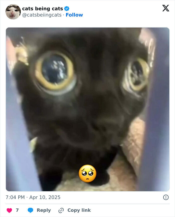&#8220;Cats Just Being Themselves&#8221;: 129 Hilarious And Adorable Cat Posts