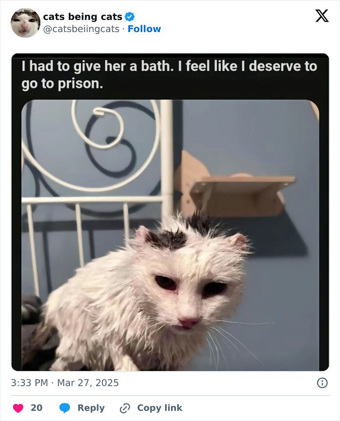 &#8220;Cats Just Being Themselves&#8221;: 129 Hilarious And Adorable Cat Posts