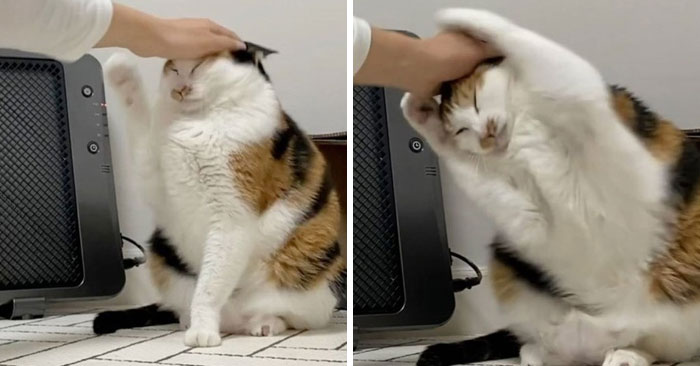 &#8220;Cats Just Being Themselves&#8221;: 129 Hilarious And Adorable Cat Posts