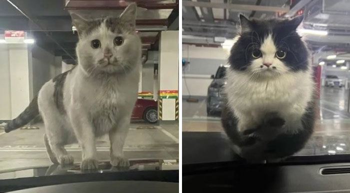 &#8220;Cats Just Being Themselves&#8221;: 129 Hilarious And Adorable Cat Posts