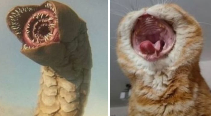 &#8220;Cats Just Being Themselves&#8221;: 129 Hilarious And Adorable Cat Posts