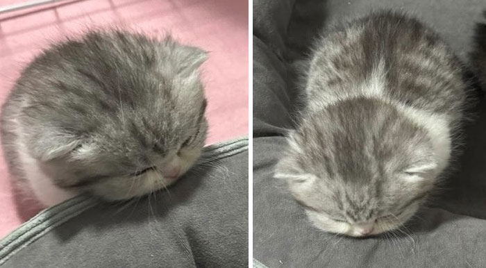 &#8220;Cats Just Being Themselves&#8221;: 129 Hilarious And Adorable Cat Posts