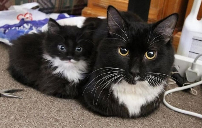 &#8220;Cats Just Being Themselves&#8221;: 129 Hilarious And Adorable Cat Posts