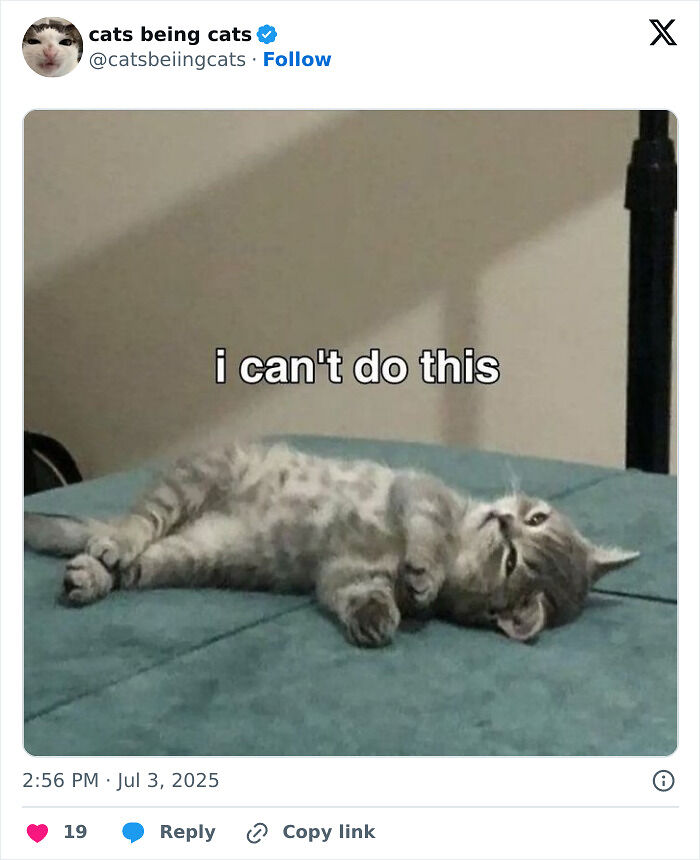 &#8220;Cats Just Being Themselves&#8221;: 129 Hilarious And Adorable Cat Posts