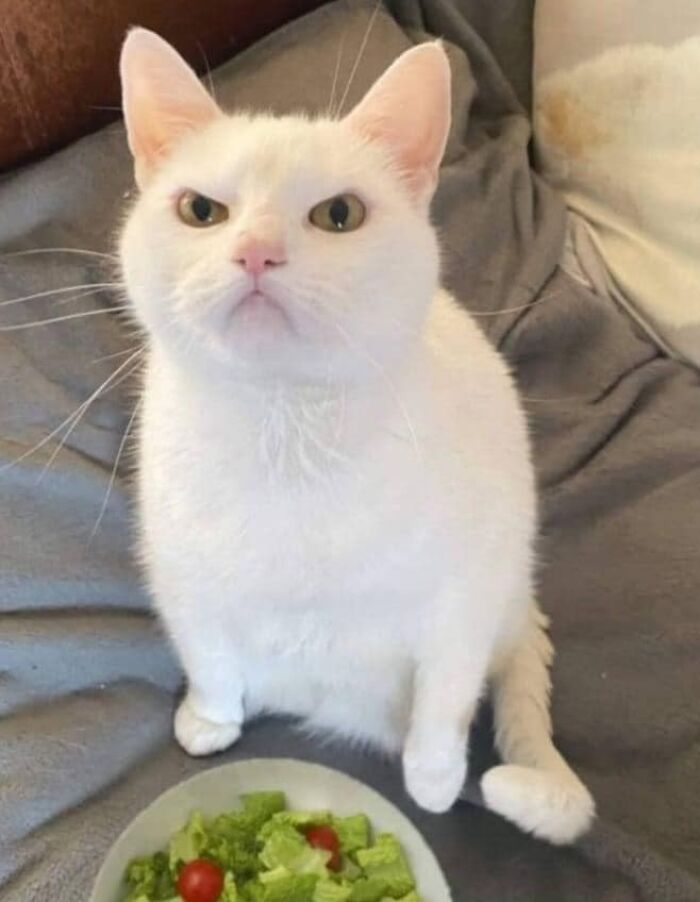 46 Of The Chunkiest Chonks To Ever Grace The Pages Of The Internet