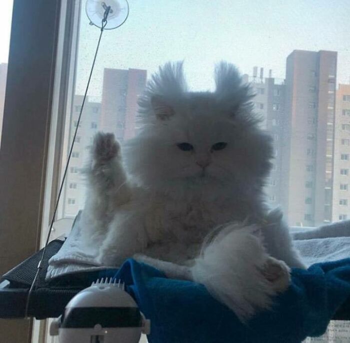 46 Of The Chunkiest Chonks To Ever Grace The Pages Of The Internet