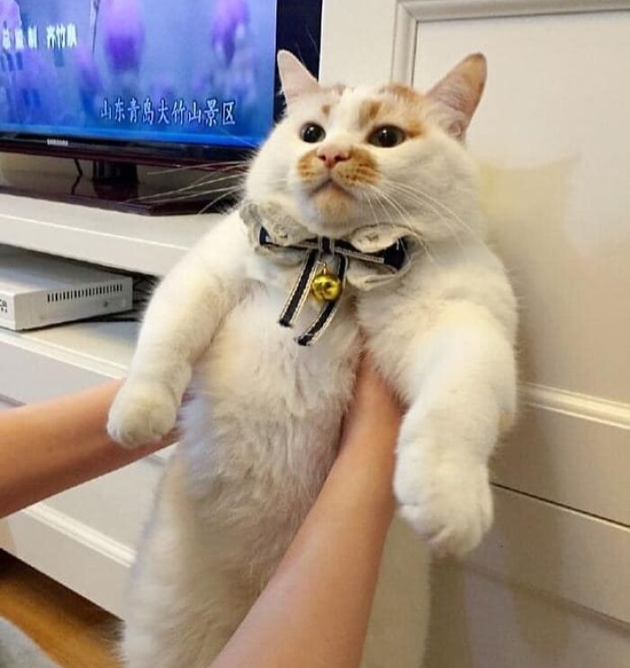 46 Of The Chunkiest Chonks To Ever Grace The Pages Of The Internet
