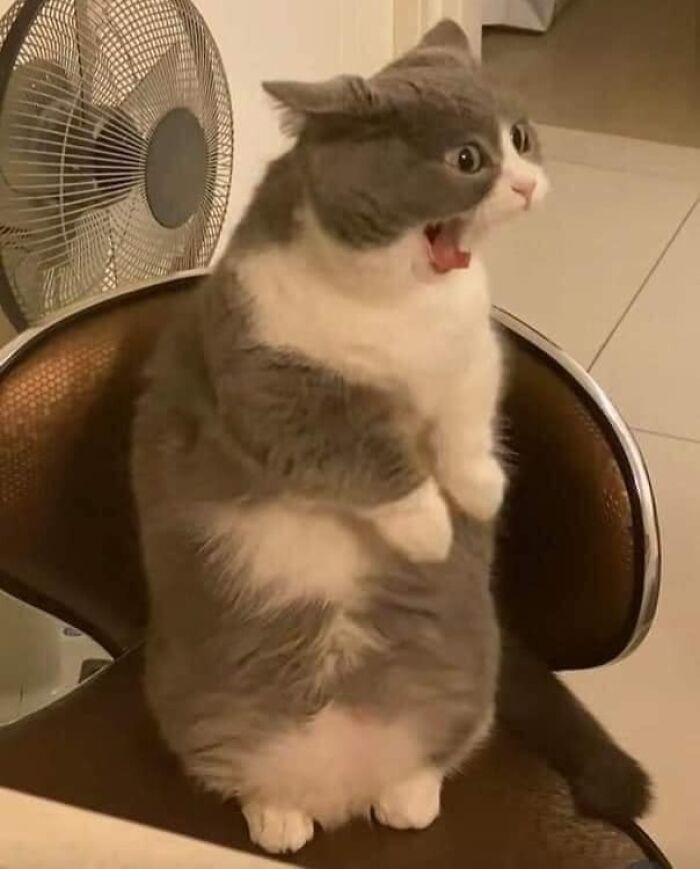46 Of The Chunkiest Chonks To Ever Grace The Pages Of The Internet