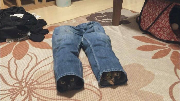 46 Of The Chunkiest Chonks To Ever Grace The Pages Of The Internet
